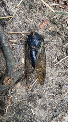 Neotibicen lyricen