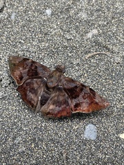 Pellicia