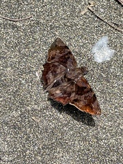 Pellicia