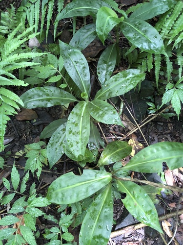 Goodyera fumata iNat (1)