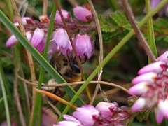 Colletes succinctus