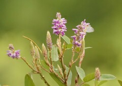 Everes lacturnus