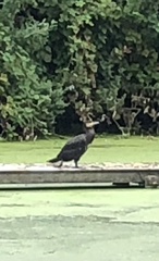 Phalacrocorax carbo