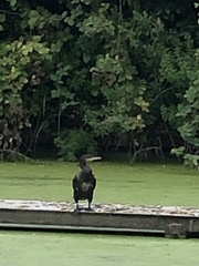 Phalacrocorax carbo