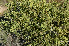Maytenus vitis-idaea