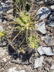 Echinocereus viereckii santamariensis