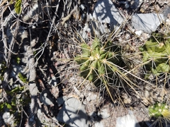 Echinocereus viereckii santamariensis