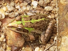 Hoplobatrachus tigerinus