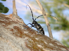 Anoplophora glabripennis