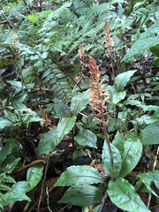Goodyera rubicunda