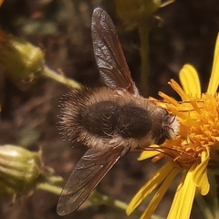 Anastoechus nitidulus