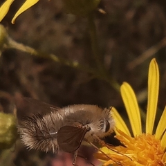 Anastoechus nitidulus