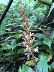 Goodyera rubicunda