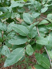 Nothofagus alpina