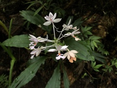 Calanthe dominyi