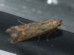 Metzneria paucipunctella