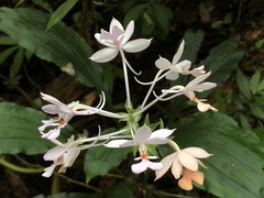 Calanthe dominyi
