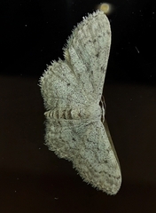 Idaea seriata