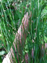 Eleocharis tortilis