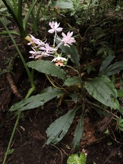 Calanthe dominyi