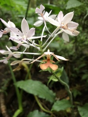 Calanthe dominyi
