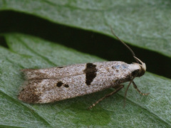 Mirificarma cytisella