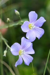 Linum alpinum