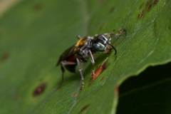 Alysson spinosus