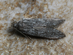 Monochroa conspersella