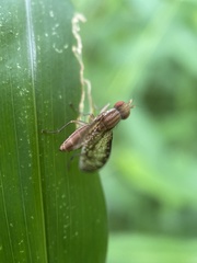 Trypetoptera canadensis