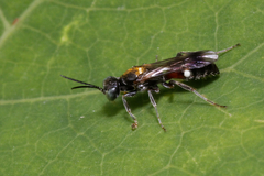 Alysson spinosus