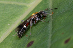 Alysson spinosus