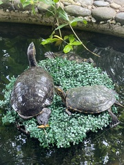 Trachemys venusta uhrigi