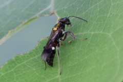 Alysson spinosus
