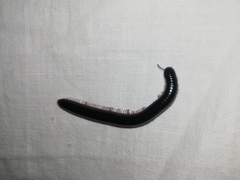 Pachyiulus oenologus