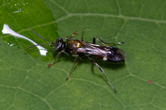 Alysson spinosus