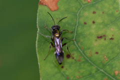 Alysson spinosus
