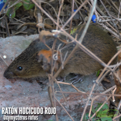 Oxymycterus rufus
