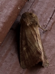Malacosoma californica