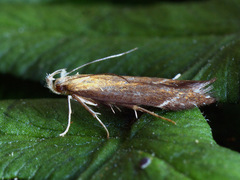 Monochroa cytisella