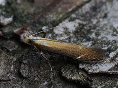 Monochroa cytisella
