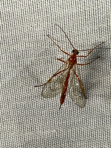 iNaturalist observation photo of Netelia