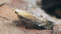Monochroa cytisella