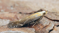 Monochroa cytisella