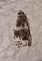 Olethreutes versicolorana