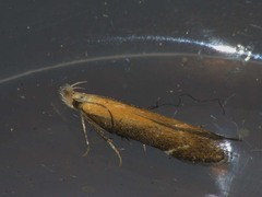 Monochroa cytisella