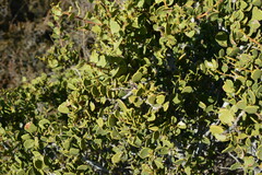 Maytenus vitis-idaea