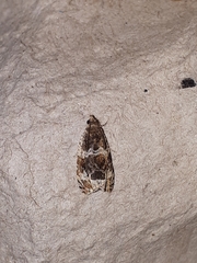 Olethreutes versicolorana