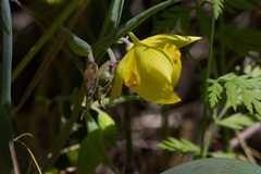 Calochortus pulchellus