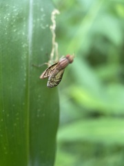 Trypetoptera canadensis